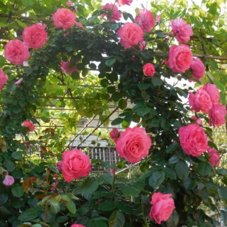 Роза Розанна (Однорічний, ГКС)