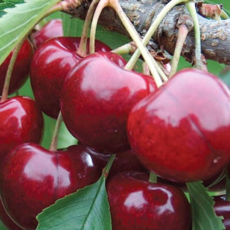 Черешня Біг Стар (Дворічний, ГКС)