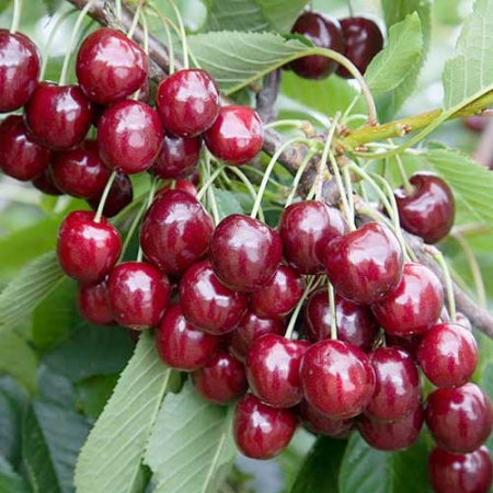 Черешня Біг Стар (Дворічний, ГКС)