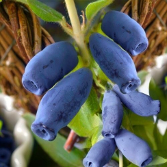 Жимолость Югана (однолетние, зкс)