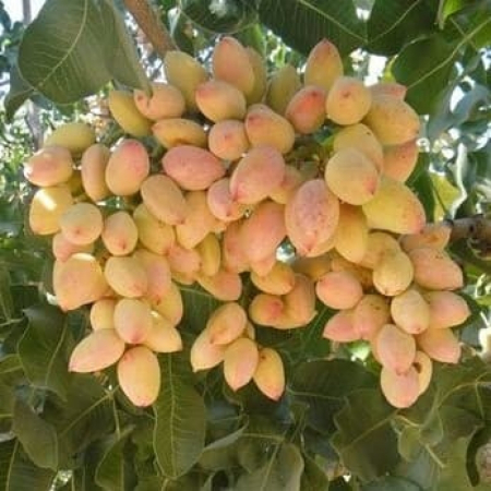 Фісташка Гірська Перлина (Однорічний, ЗКС)