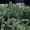 Можжевельник чешуйчатый Блю Спайдер (15-20 см, горшок С3)