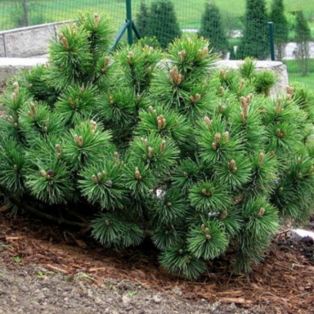 Сосна Монтана (однолетние, зкс, 15см)