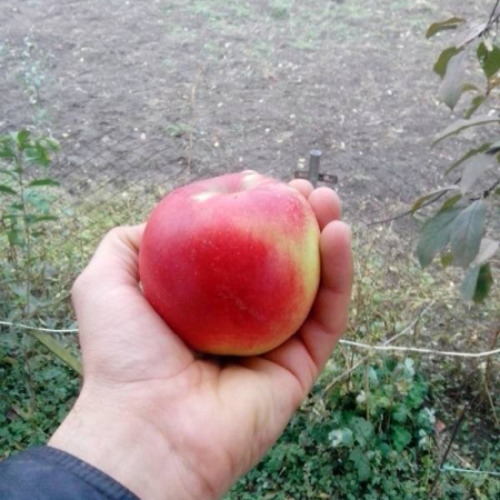 Яблоня Дельбар Жюбиле (Однолетний, ОКС)