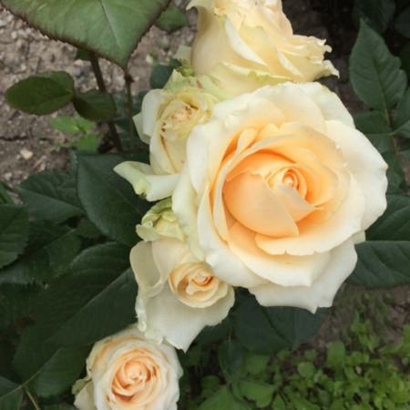 Роза Пич Аваланш (Однолетний, ОКС)