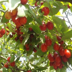 Кизил Коралловый (Трехлетний, привит, ОКС)