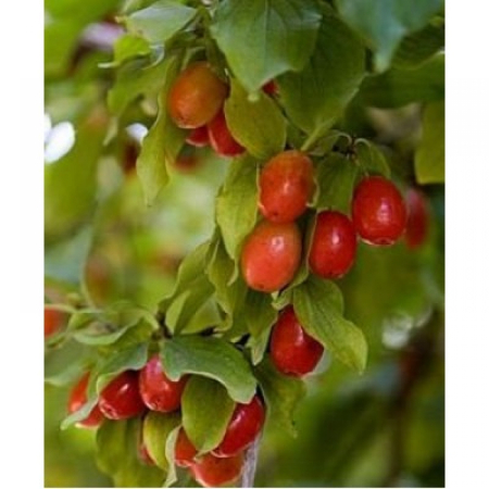 Кизил Кораловий (Трирічний, щеплень, ГКС)