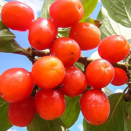 Кизил Кораловий (Трирічний, щеплень, ГКС)
