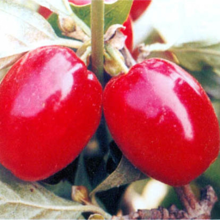Кизил Кораловий (Трирічний, щеплень, ГКС)
