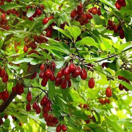 Кизил Олена (Дворічний, щеплень, ГКС)