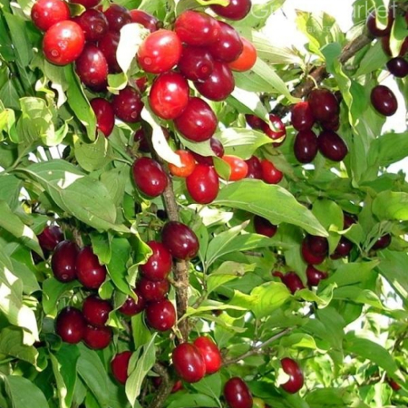 Кизил Елена (Трехлетний, привит, ОКС)
