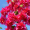 Бугенвиллия Double red (в горшке, молодое растение)