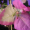 Бугенвиллия Mary palmer (в горшке, молодое растение)