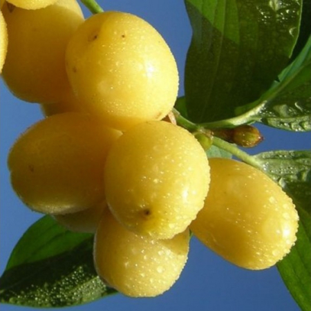 Кизил Янтарный (Трехлетний, привит, ОКС)