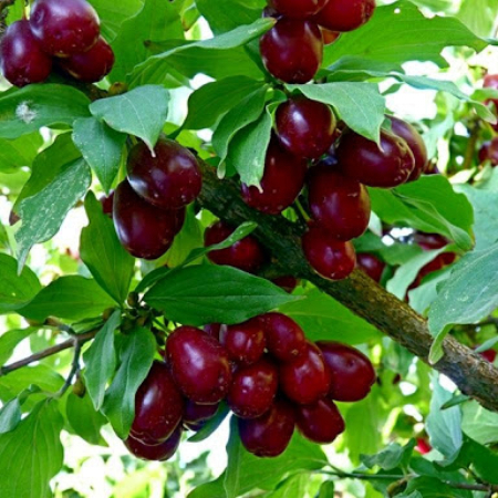 Кизил Костя (Дворічний, щеплень, ГКС)