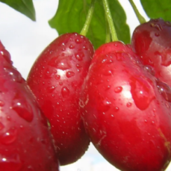 Кизил Антей (Трехлетний, привит, ОКС)