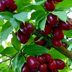 Кизил Семен (Трехлетний, привит, ОКС)