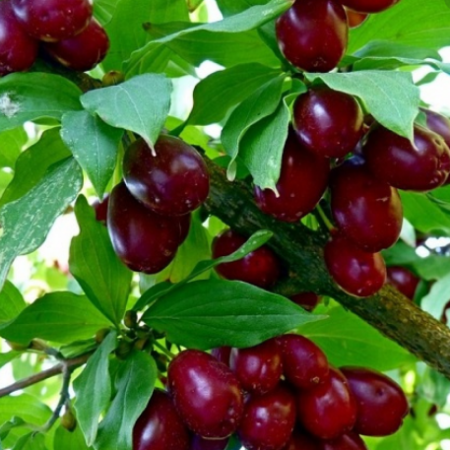Кизил Семен (Трехлетний, привит, ОКС)