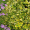 Бересклет японский aureomarginatus (саженцы)