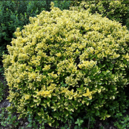 Бересклет японский aureomarginatus (саженцы)