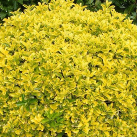 Бересклет японский aureomarginatus (саженцы)