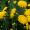 Хризантема Кремист желтый (Саженцы (на срез))