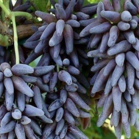 Виноград Кишмиш Ведьмины пальцы (однолетний, ОКС)