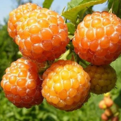 Малина Кумберленд желтый (однолетний, ОКС)