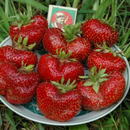Клубника Машенька (ОКС)