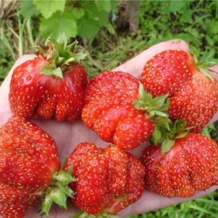 Клубника Машенька (ОКС)