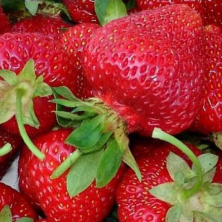 Клубника Ольвия (ОКС)