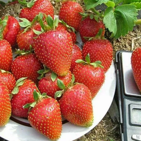 Клубника Свитхарт (ОКС)