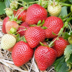 Клубника Комета (ОКС)