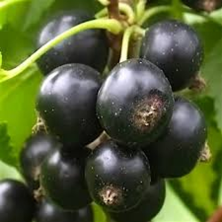 Черная смородина Черешневая  (Двухлетний, ОКС)