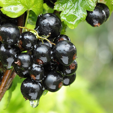 Чорна смородина Скарб (Однорічний, ГКС)