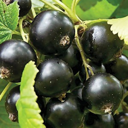 Черная смородина Казацкая (Однолетний, ОКС)