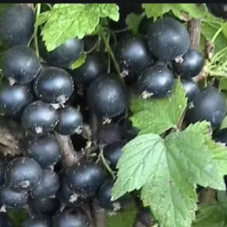Черная смородина Казацкая (Однолетний, ОКС)