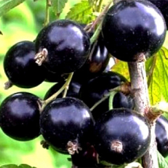 Черная смородина Юбилейная Копаня (Двухлетний, ОКС)