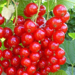 Красная смородина Дана (Двухлетний, ОКС)
