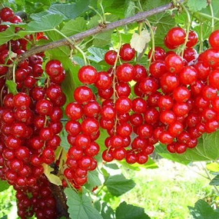 Красная смородина Альфа  (Двухлетний, ОКС)