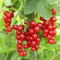 Красная смородина Львовская (Двухлетний, ОКС)