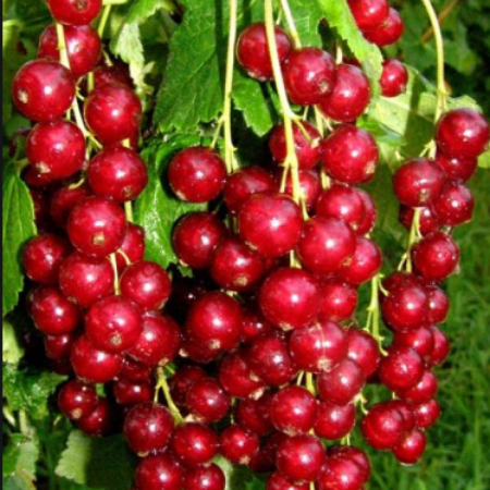 Красная смородина Львовская (Двухлетний, ОКС)
