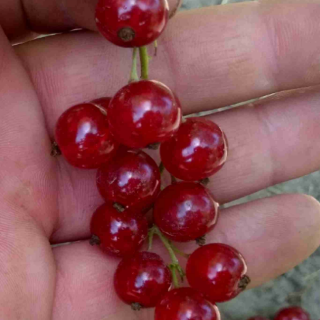 Красная смородина Львовская (Двухлетний, ОКС)