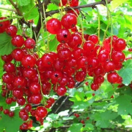 Красная смородина Ролан (Двухлетний, ОКС)