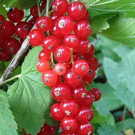 Красная смородина Ролан (Двухлетний, ОКС)
