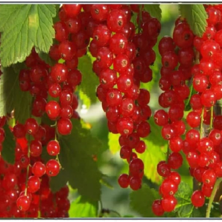 Красная смородина Святомихайловская (Однолетний, ОКС)