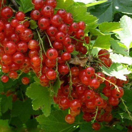 Красная смородина Святомихайловская (Однолетний, ОКС)