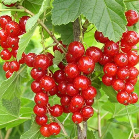 Красная смородина Святомихайловская (Однолетний, ОКС)