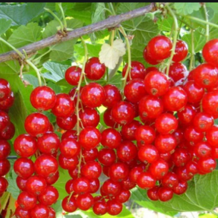 Красная смородина Рондом (Двухлетний, ОКС)
