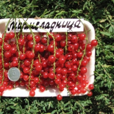 Красная смородина Мармеладница